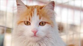 بسبب قطة.. محكمة فرنسية تُغرم شركة للسكك الحديدية