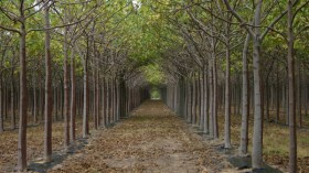 زراعة شجرة “الباولونيا” في 3 ولايات جزائرية