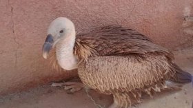 استرجاع نسر من سلالة نادرة في أدرار