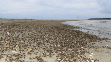France: Des fourmis volantes entraînent la fermeture des plages