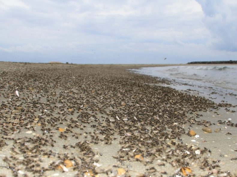 France: Des fourmis volantes entraînent la fermeture des plages