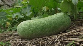 هذه حقيقة الخيار الضخم الذي يزن 50 كيلوغراما في الصين