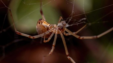 Il s’est fait mordre par une araignée, son doigt pourrit!