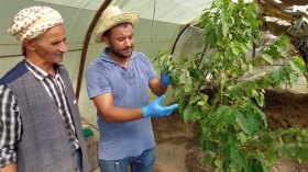 هذا هو سرّ نجاحي في زراعة البن بالشلف