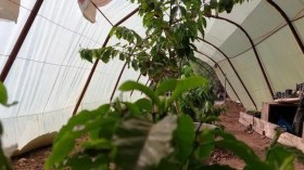 Une Première! Un Algérien réussit à cultiver le café à Chlef