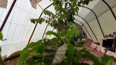 Une Première! Un Algérien réussit à cultiver le café à Chlef