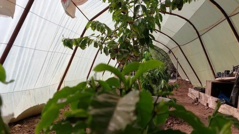 Une Première! Un Algérien réussit à cultiver le café à Chlef