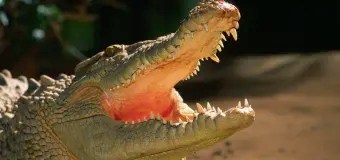 Un footballeur dévoré par un crocodile, son corps récupéré