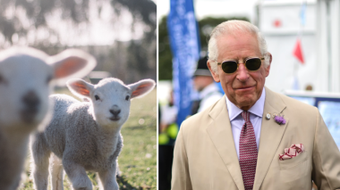 Des femmes s’introduisent chez le roi Charles III pour voler trois agneaux