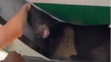 Un ours s’échappe de la soute d’un avion irakien à Dubaï