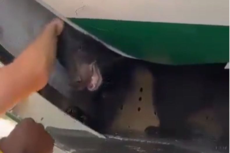 Un ours s’échappe de la soute d’un avion irakien à Dubaï