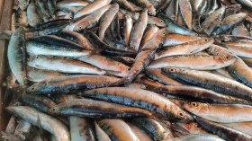 هذه أسباب انخفاض أسعار السردين