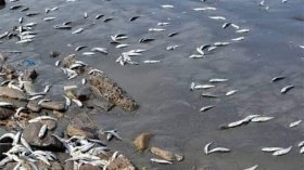 جنوح أسراب من السردين إلى شاطئ بوهران