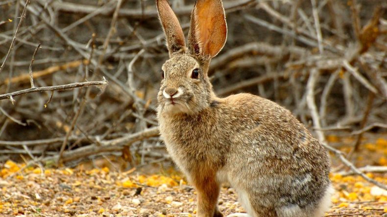 إفتتاح موسم الصيد ابتداءً من 15 سبتمبر