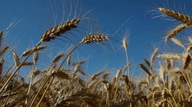 رويترز: مصر تلجأ للاستدانة لشراء القمح من كازاخستان