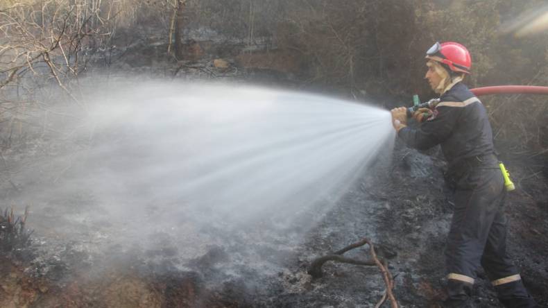 إخماد عدّة حرائق للغابات في 6 ولايات