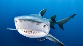 Une femme blessée par un requin en Égypte