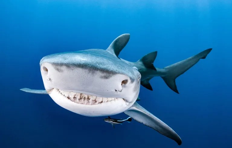 Une femme blessée par un requin en Égypte
