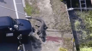 Des restes humains retrouvés dans un alligator en Floride