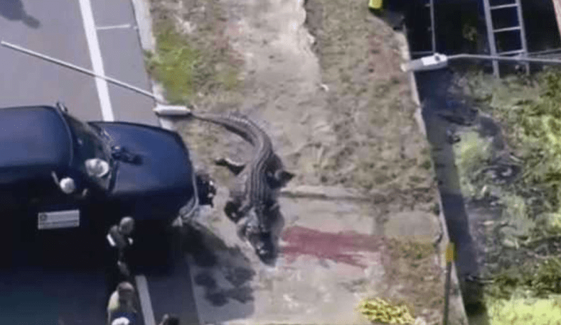 Des restes humains retrouvés dans un alligator en Floride