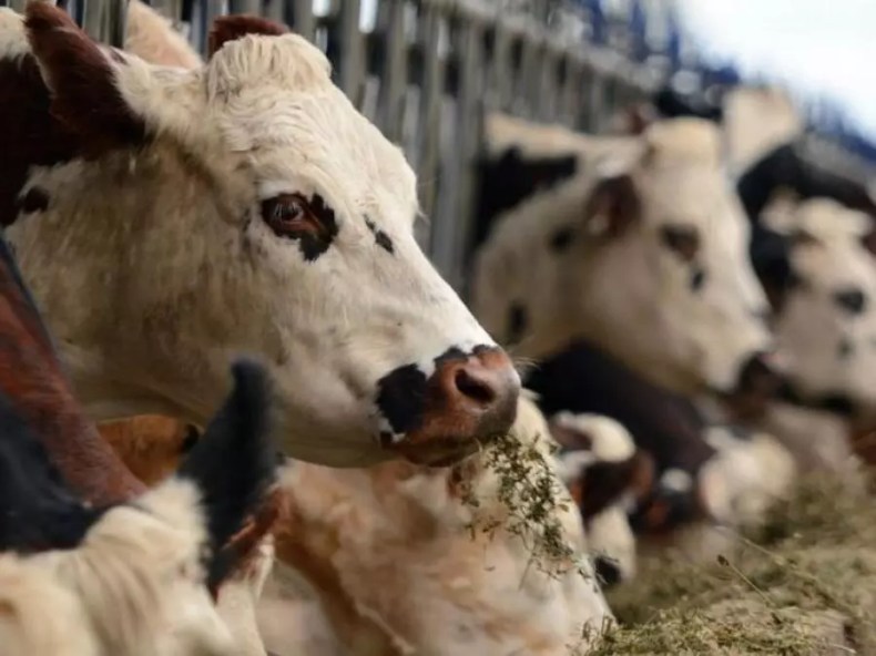 L’Algérie décide “l’arrêt immédiat” de l’importation de bovins de France