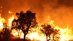 6 آلاف متضرر من حرائق الغابات هذه الصائفة