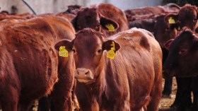 Maladie bovine en France: La viande importée est propre à la consommation!