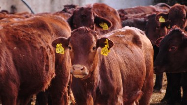 Maladie bovine en France: La viande importée est propre à la consommation!