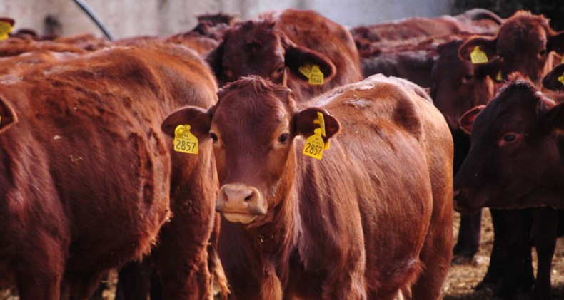 Maladie bovine en France: La viande importée est propre à la consommation!