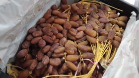 إنتاج التمور فاق كل التوقعات بـ1.7 مليون طن