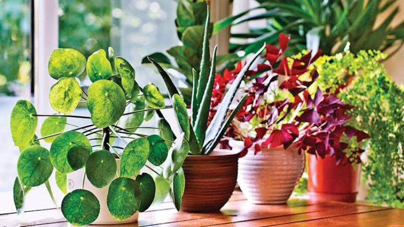 تعرّف على 11 نبتة تجلب لك السعادة والطاقة الإيجابية