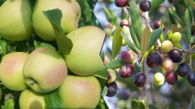باتنة في ريادة التفاح وتميّز في المشمش والزيتون و”الذهب الأحمر”