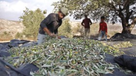 استغلال نتائج التوصيف الجزيئي لأشجار الزيتون لتحسين المردود