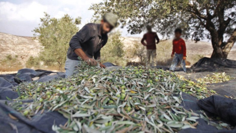 استغلال نتائج التوصيف الجزيئي لأشجار الزيتون لتحسين المردود