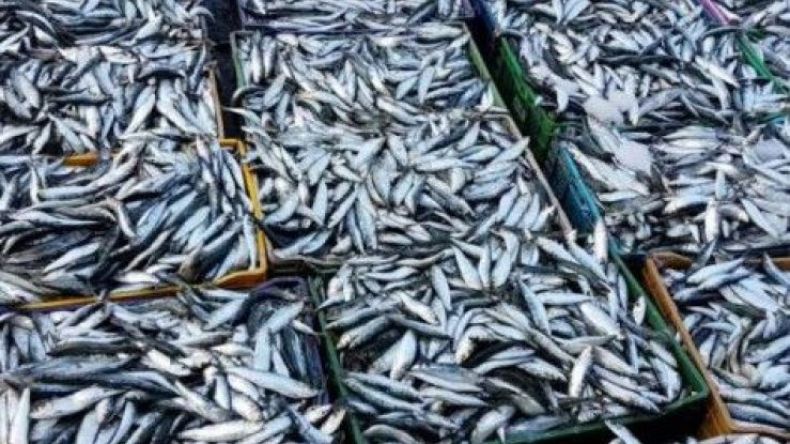 بيع السردين بـ 500 دج للكلغ عبر عدة ولايات