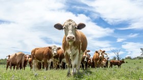 Que sait-on du Covid de la vache qui se répand en France?
