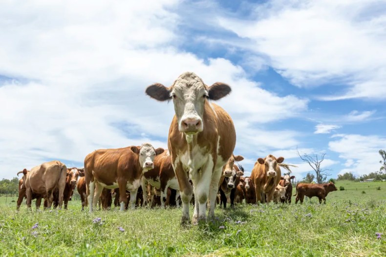 Que sait-on du Covid de la vache qui se répand en France?