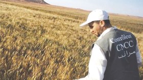 الزراعة الذكيّة مُناخيا.. جزائريّون يُطوّرون القمح المقاوم للجفاف!