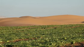 شباب يُحوّلون الكُثبان الرّملية إلى حقول خضراوات وفواكه ومراع