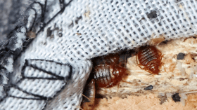 انتشار “البق”.. وزارة الصحة تٌفعل نظام اليقظة وتتخذ 6 إجراءات وقائية