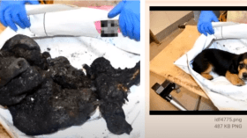 “الصورة لكلب”.. صحفي أمريكي يفضح كذب نتنياهو بشأن حرق المقاومة لطفل