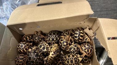 Des animaux de contrebande sèment la pagaille lors d’un vol