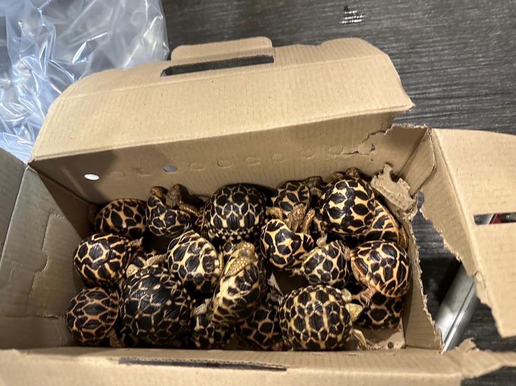 Des animaux de contrebande sèment la pagaille lors d’un vol