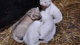 Mostaland: Naissance de 10 lionceaux de la race des lions d’Afrique dont 4 blancs rares
