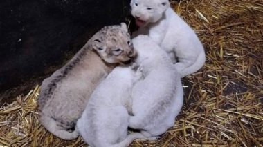 Mostaland: Naissance de 10 lionceaux de la race des lions d’Afrique dont 4 blancs rares