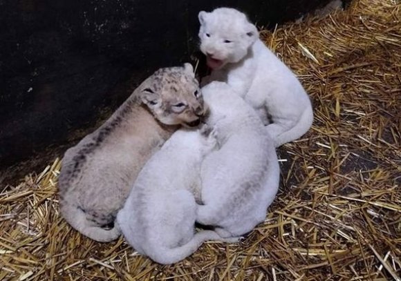 Mostaland: Naissance de 10 lionceaux de la race des lions d’Afrique dont 4 blancs rares