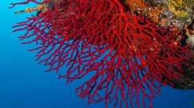 الترخيص بصيد المرجان الخام بداية من 2024