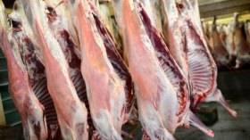 مربي مواش يتعهد بتحقيق اكتفاء في اللحوم خلال 5 سنوات