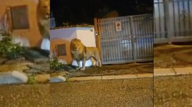 Un lion sème la panique près de Rome (VIDEO)