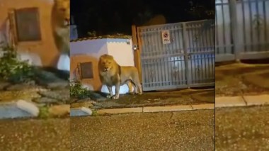 Un lion sème la panique près de Rome (VIDEO)